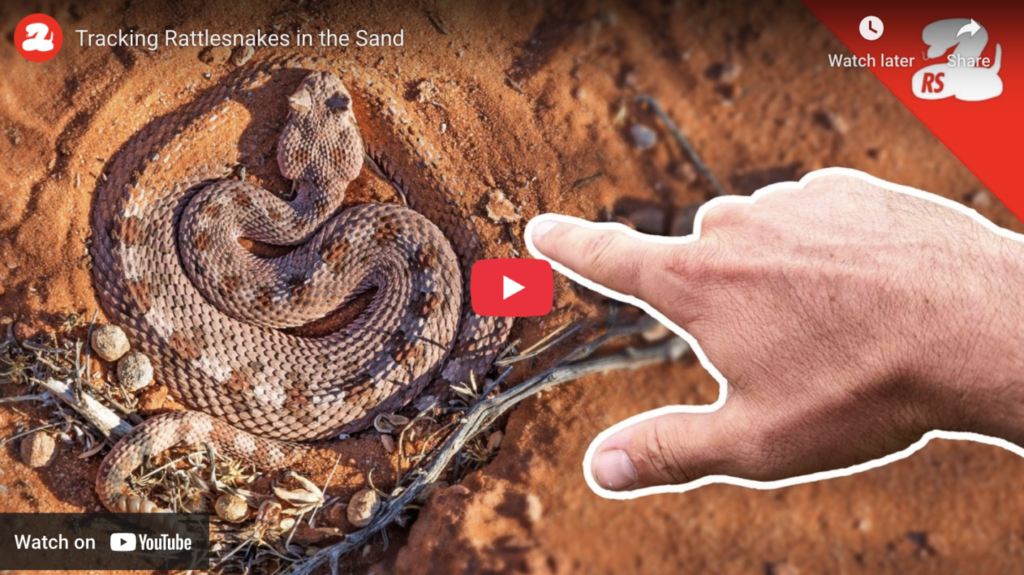 Tracking Rattlesnakes in the Sand